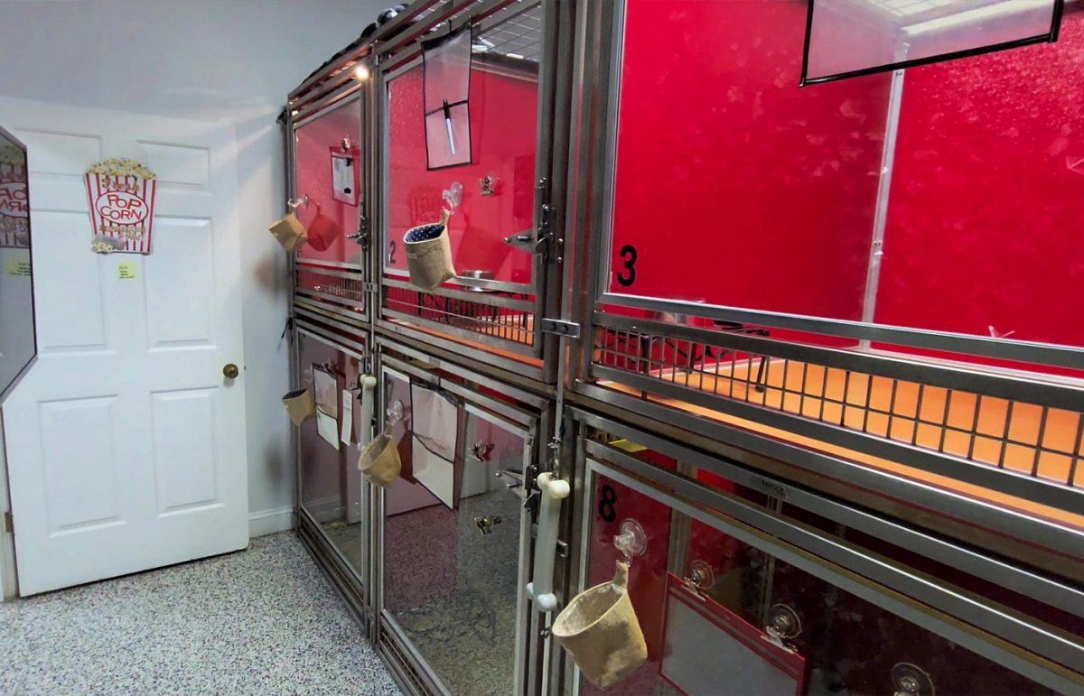 Luxury Boarding Dog Boarding in Mount Pleasant Dog Boarding near me