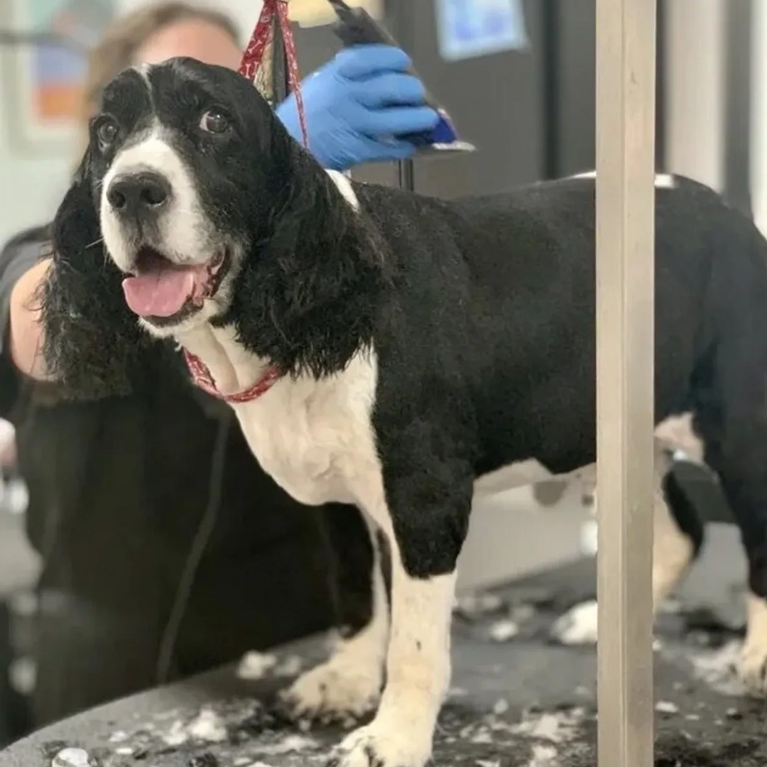 Grooming Grooming in Mount Pleasant Dog Grooming near me Ziggy's dog parlor