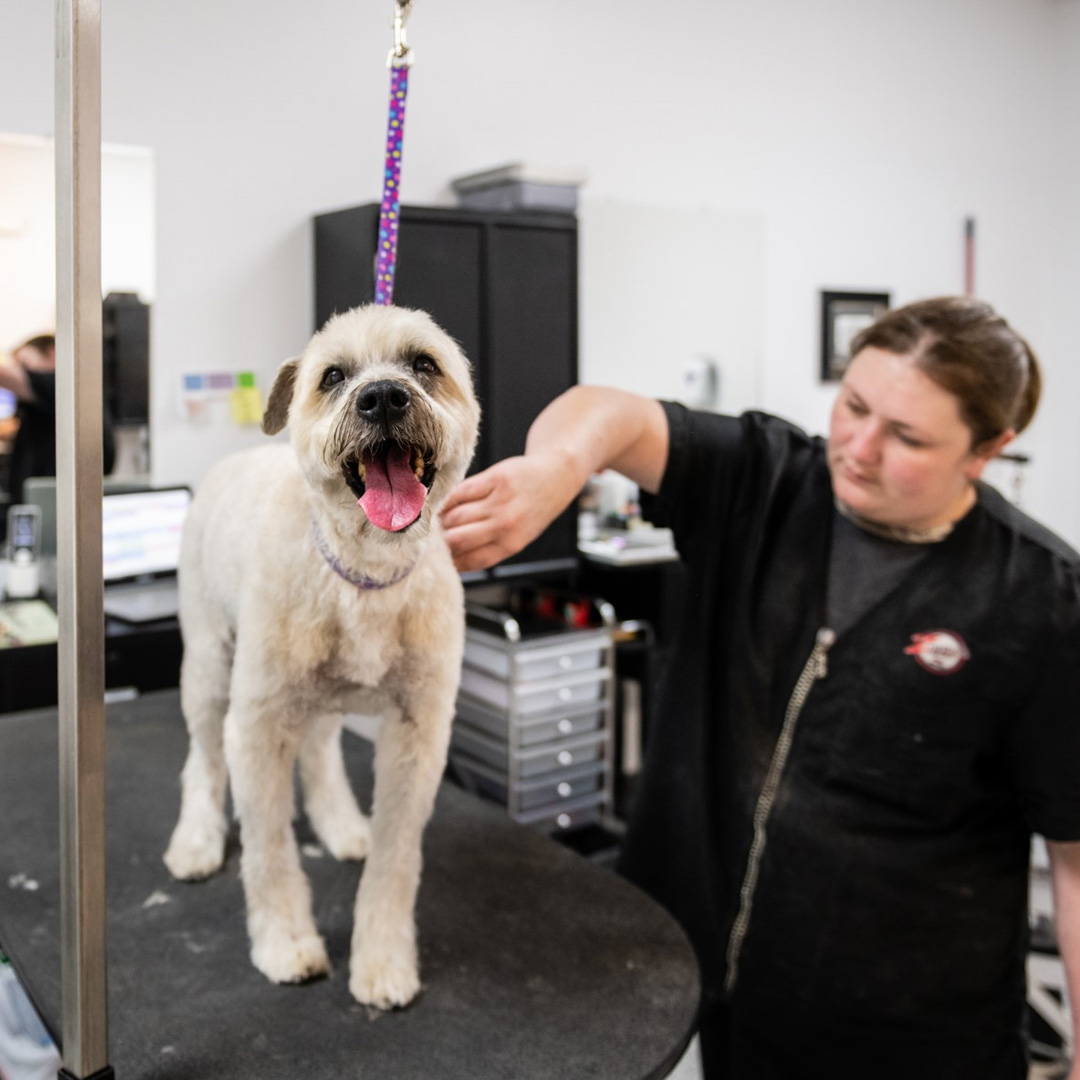 Grooming Grooming in Mount Pleasant Dog Grooming near me Ziggy's dog parlor