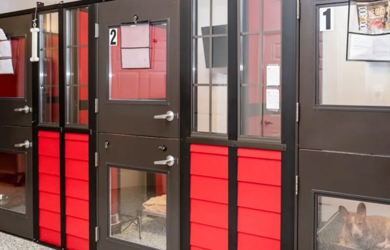 Luxury Boarding Dog Boarding in Mount Pleasant Dog Boarding near me